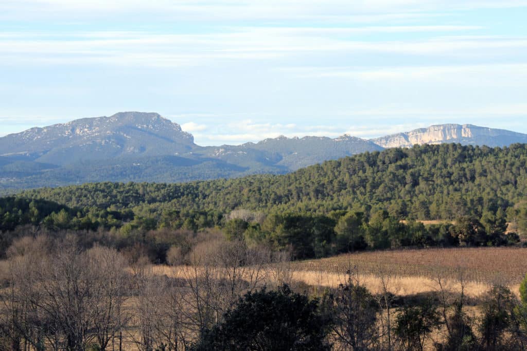 pic saint loup