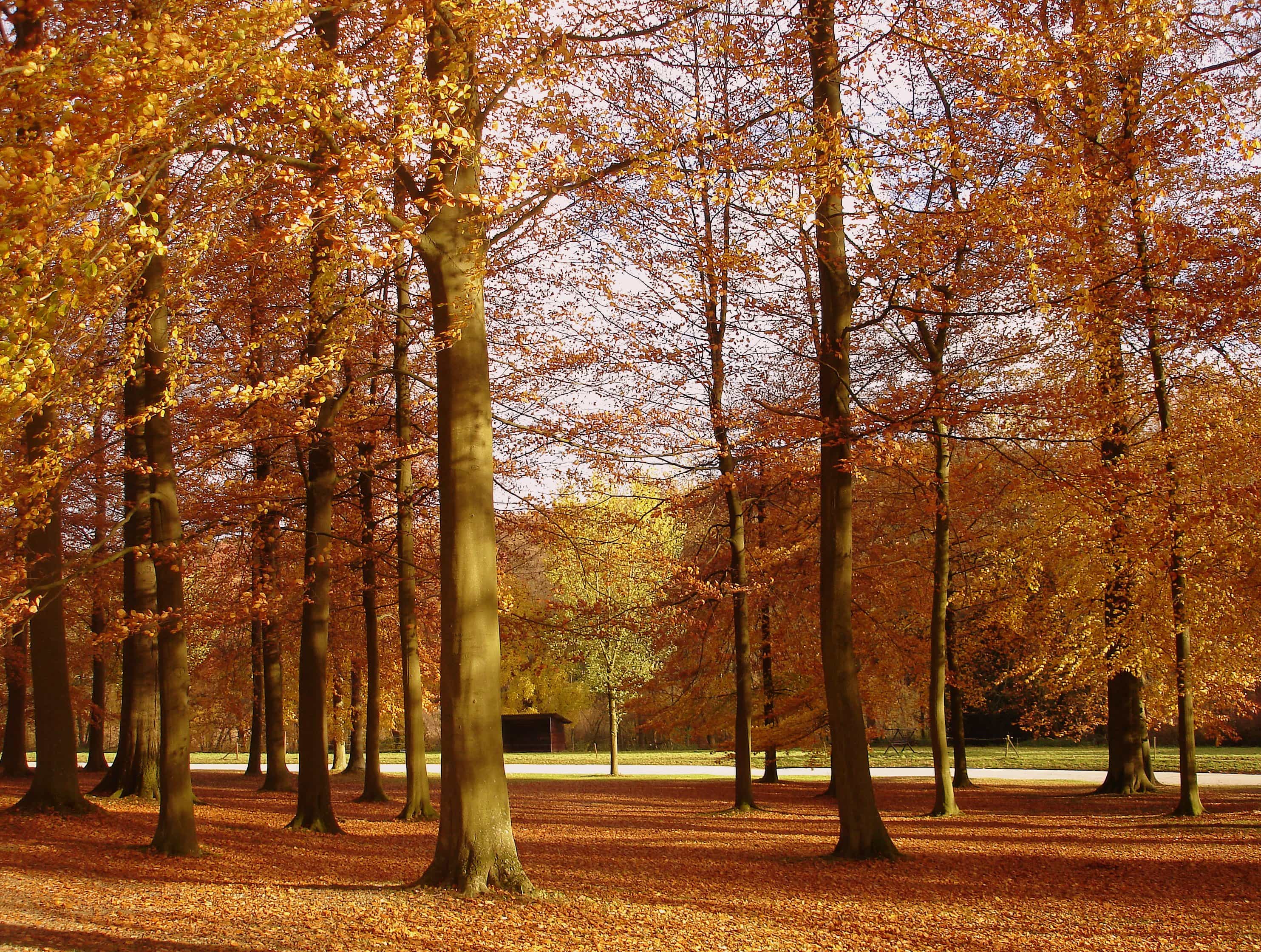 automne forêt barbatrucs