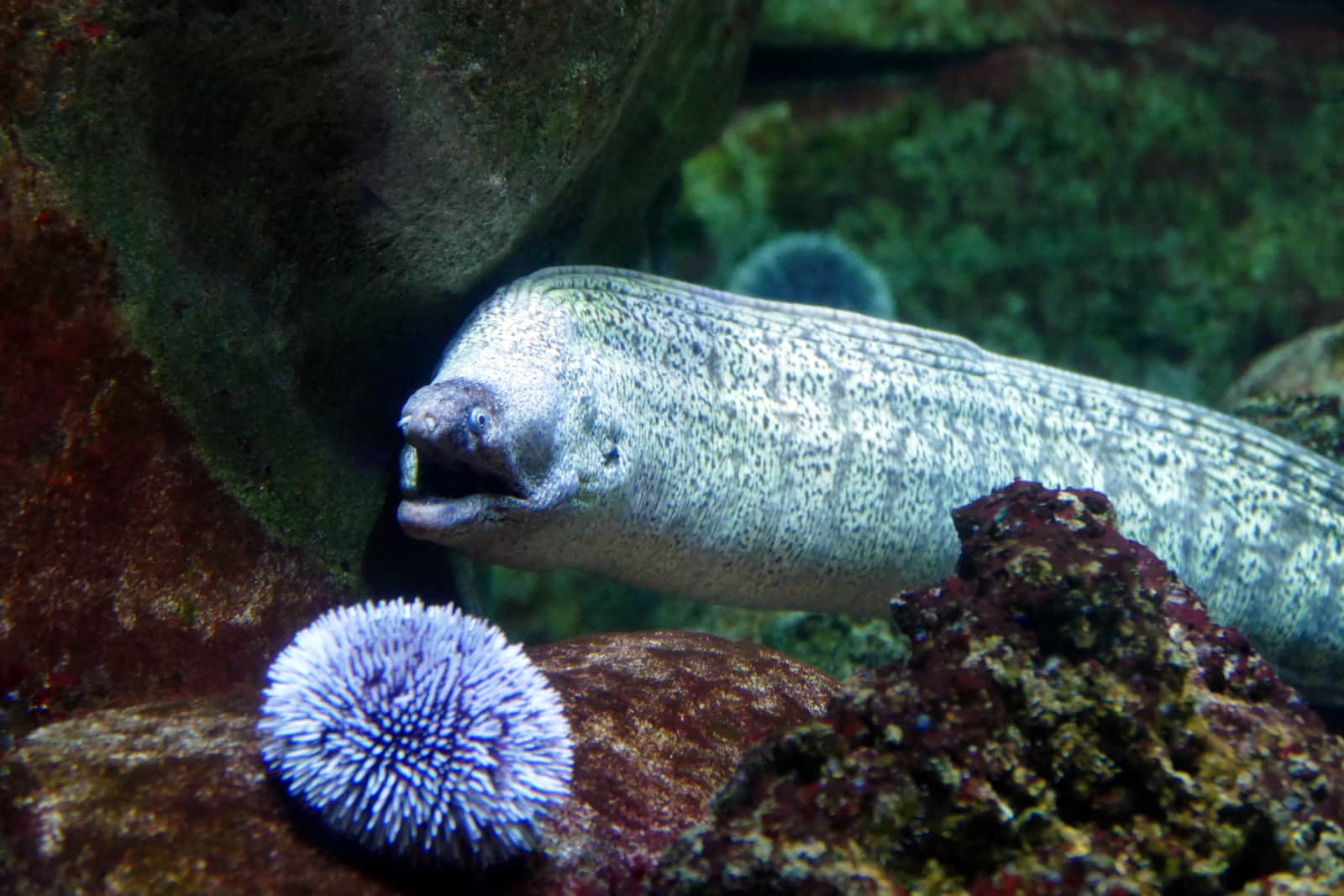 aquarium de paris