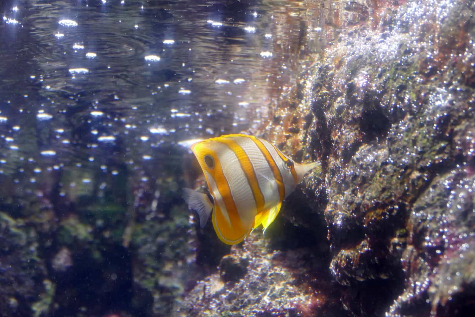 aquarium de paris