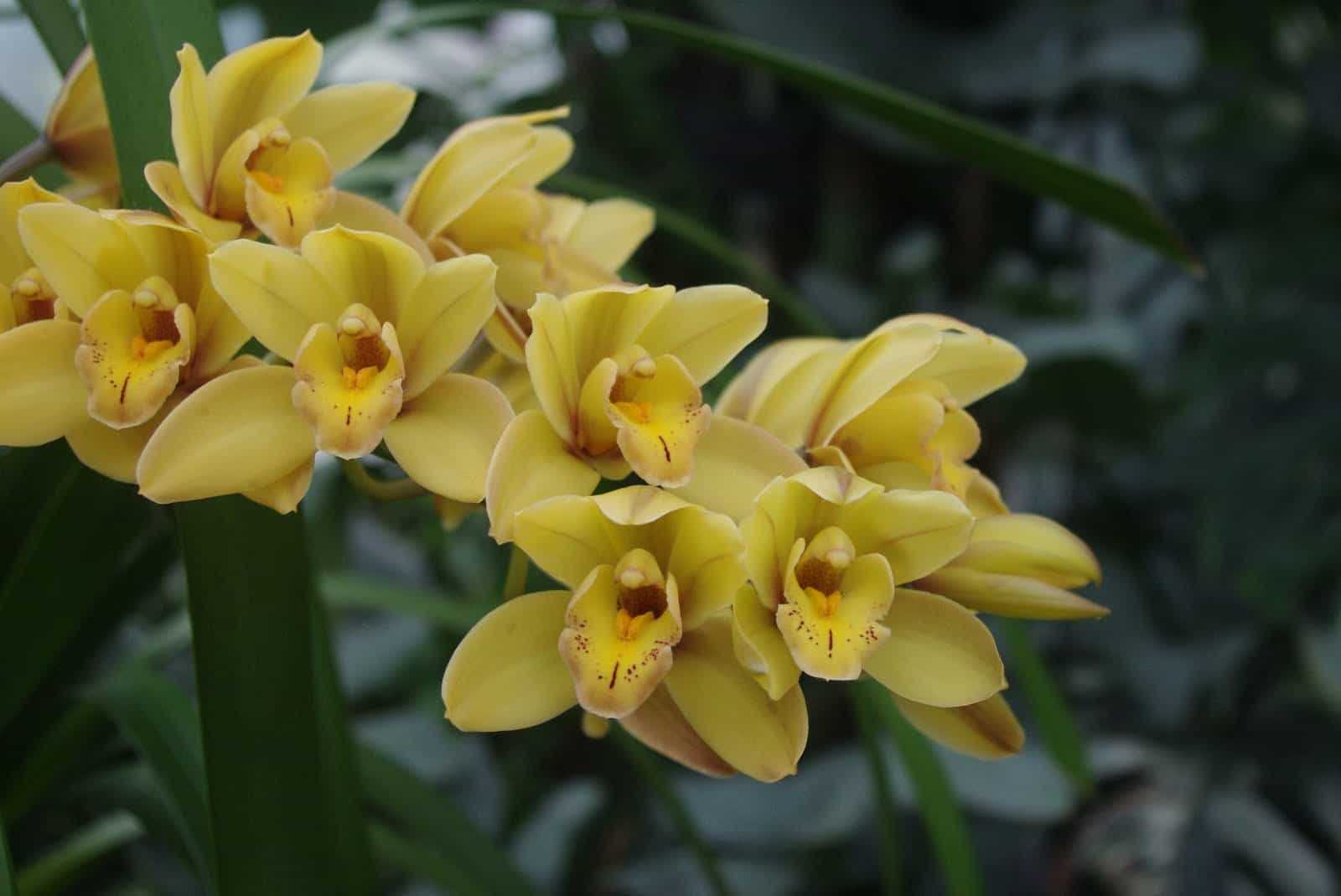 jardin botanique montréal