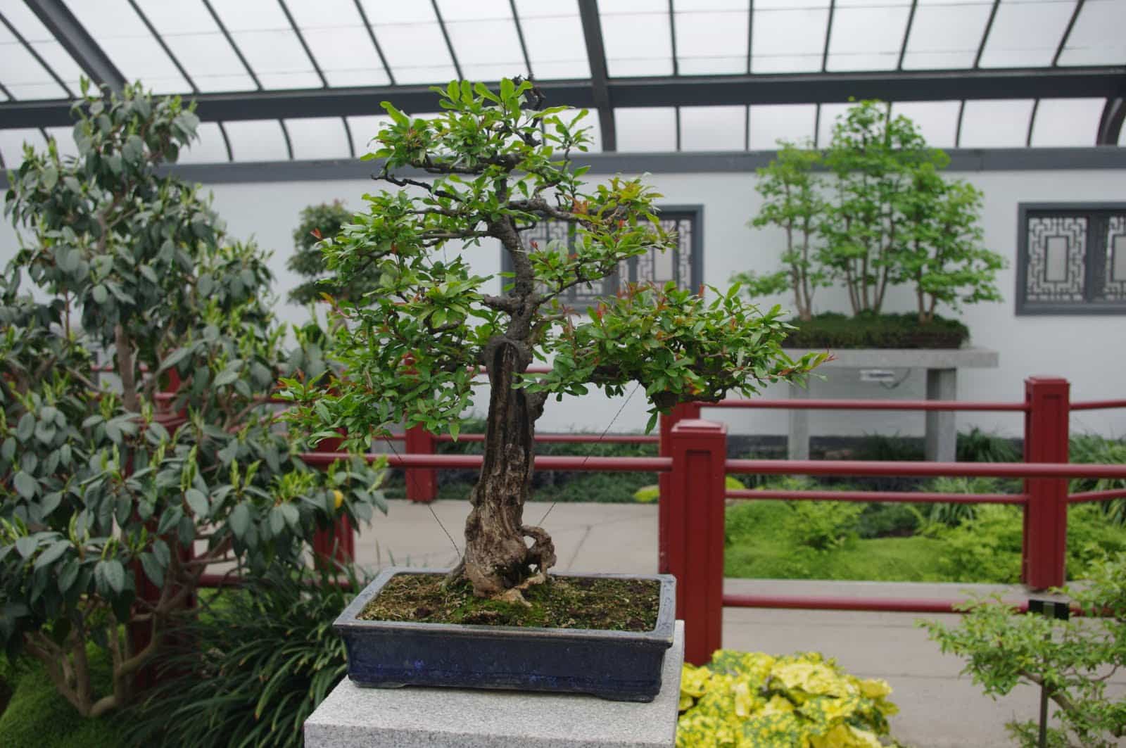 jardin japonais jardin botanique montréal