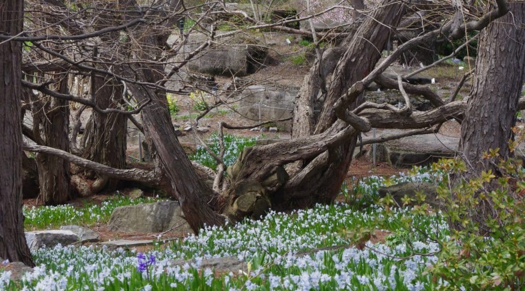 jardin botanique montréal