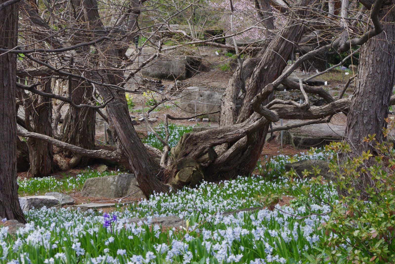 jardin botanique montréal