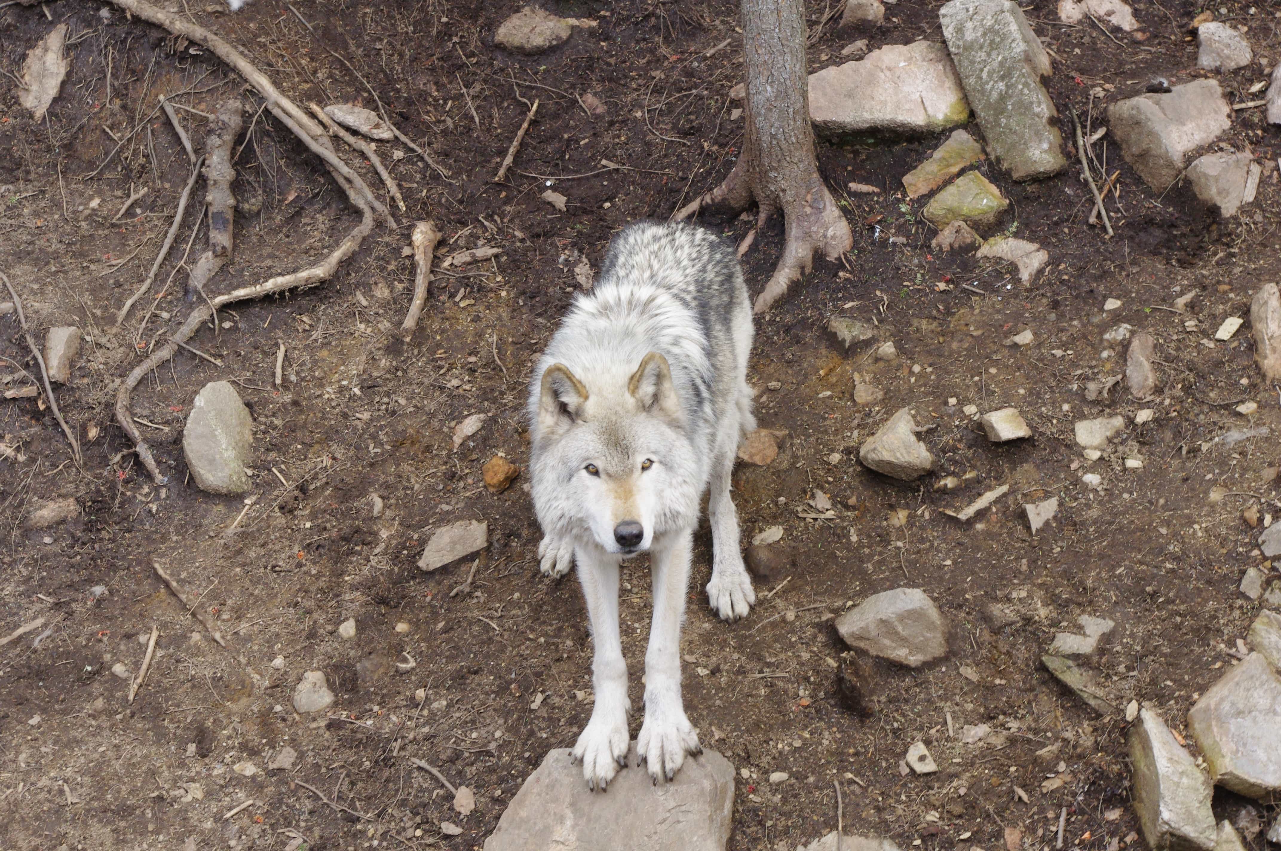 parc omega