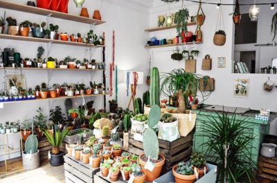 jardin le cactus club concept store vegetal