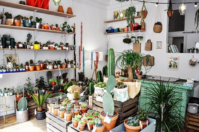 le cactus club concept store vegetal