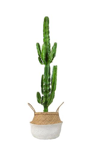 cactus panier paris pousse