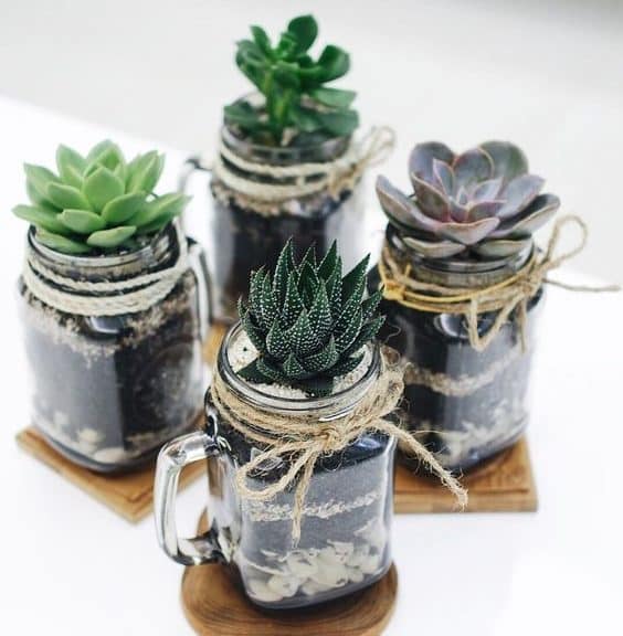 jar plante diy succulente cactus bocal