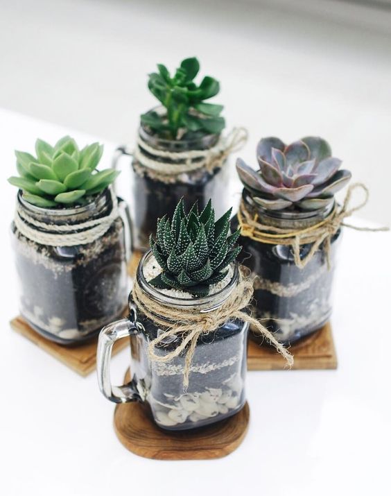 jar plante diy succulente cactus bocal