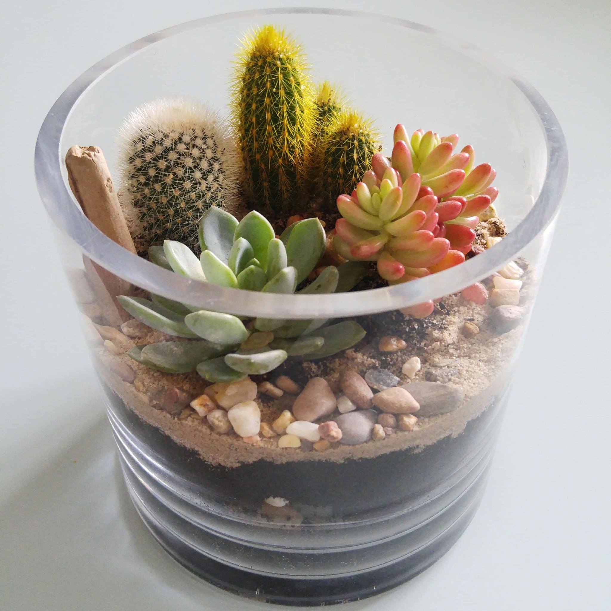 réaliser terrarium diy le cactus club atelier